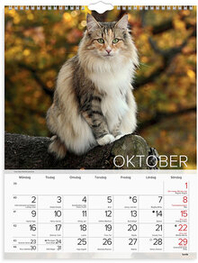 Väggkalender 2023 Stora Kattkalendern