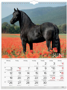 Väggkalender 2023 Stora Hästkalendern